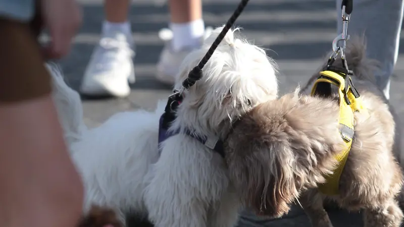 Más de cien perros raza shih tzu se reunieron en la Minerva  (9).JPG